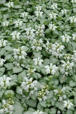 White Nancy Lamium - 5 Pack Of Pint Pots