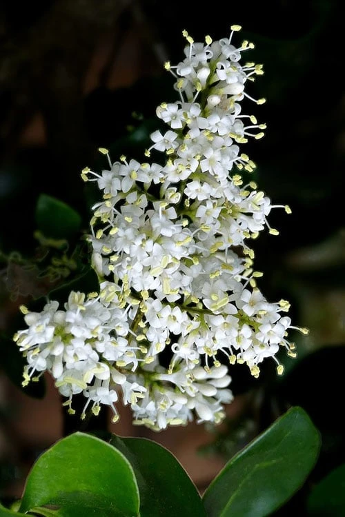 Waxleaf Ligustrum - 1 Gallon Pot - Image 6