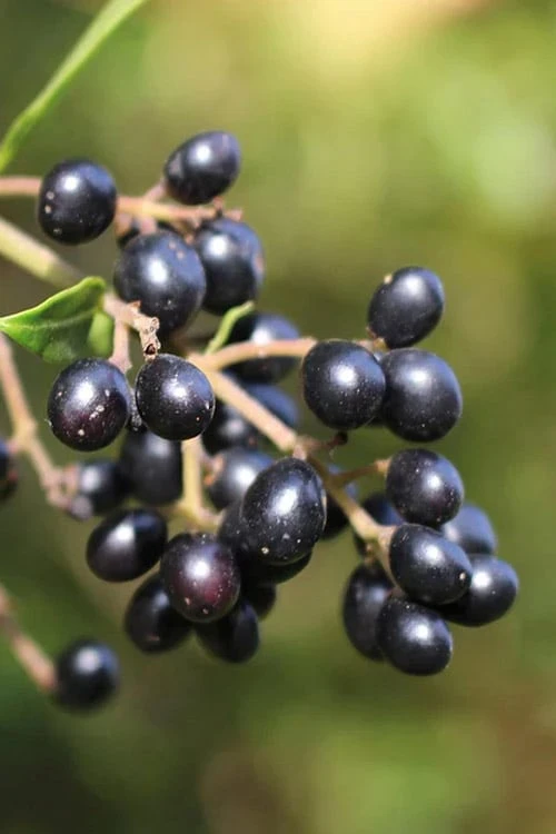 Waxleaf Ligustrum - 1 Gallon Pot - Image 10