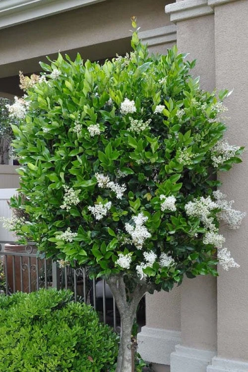 Waxleaf Ligustrum - 1 Gallon Pot - Image 4