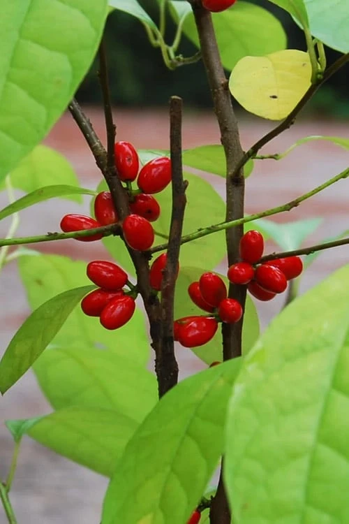 Spicebush (Lindera Benzoin) - 3 Gallon Pot - Image 7