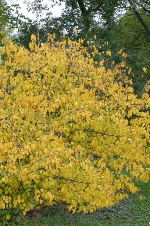 Spicebush (Lindera Benzoin) - 3 Gallon Pot - Image 6