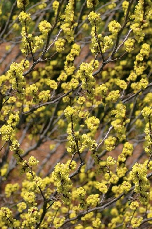 Spicebush (Lindera Benzoin) - 3 Gallon Pot - Image 4