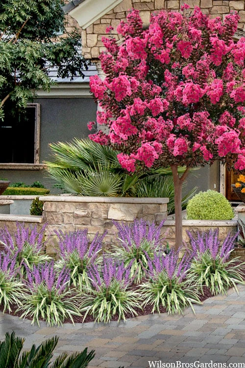 Variegated Liriope - Lilyturf - 18 Count Flat Of 3.5" Pint Pots - Image 5