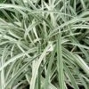 Silver Dragon Liriope - Lilyturf - 6 Pack Of Pint Pots