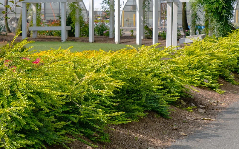 Thunderbolt Golden Box Honeysuckle - 3 Gallon Pot - Image 6