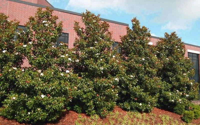 Kay Parris Southern Magnolia - 7 Gallon Pot (3-4') - Image 6