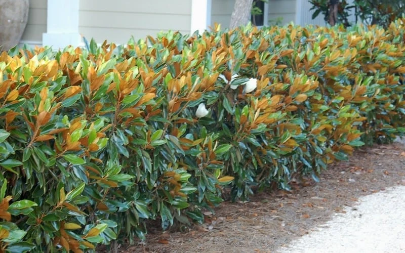 Little Gem Dwarf Southern Magnolia - 7 Gallon Pot (3-4') - Image 8
