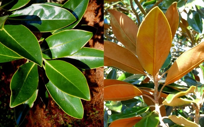 Little Gem Dwarf Southern Magnolia - 7 Gallon Pot (3-4') - Image 6