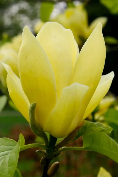 Lois Yellow Magnolia (Tulip Tree) - 7 Gallon Pot (5-6') - Image 7