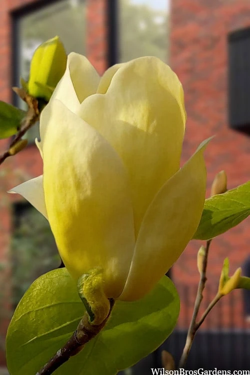 Lois Yellow Magnolia (Tulip Tree) - 7 Gallon Pot (5-6') - Image 8
