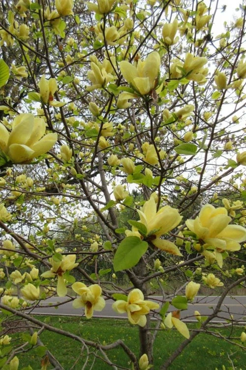 Lois Yellow Magnolia (Tulip Tree) - 7 Gallon Pot (5-6') - Image 6