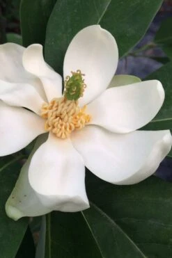 Silver Mist Sweetbay Magnolia - 3 Gallon Pot