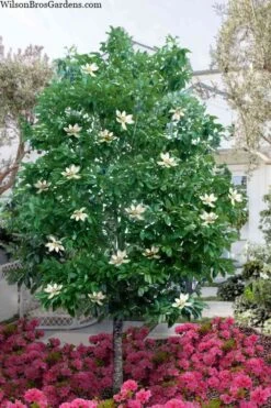Sweetbay Magnolia (Single Trunk Tree Form) - 7 Gallon Pot (5-6')