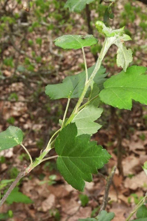 American Sweet Crabapple Tree (Malus Coronaria) - 1 Gallon Pot - Image 8