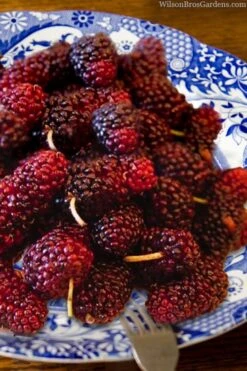 Red Mulberry Tree (Morus Rubra) - 3 Gallon Pot