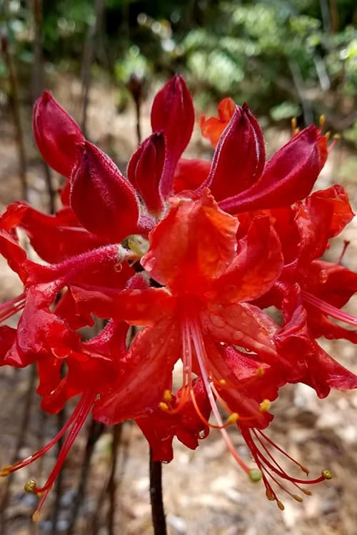Radiant Red Aromi Azalea (Rhododendron Hybrid) - 2 Gallon Pot