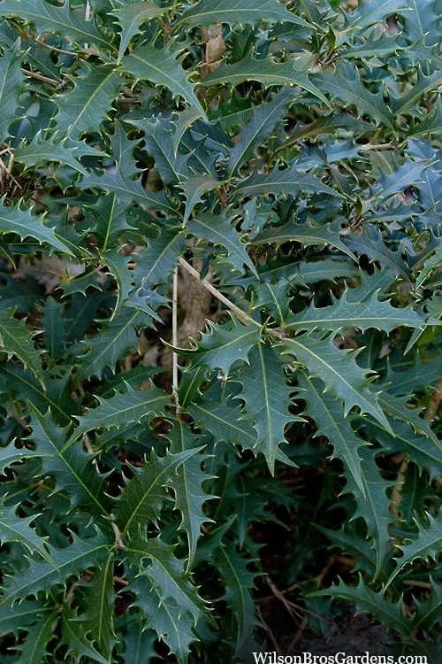 Jim Porter Sweet Toothed Tea Olive - 7 Gallon Pot (3-4') - Image 5