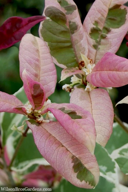 Pink Flush Variegated Tea Olive (Osmanthus Fragrans 'Yinbi Shuanghui') - Quart Pot - Image 5