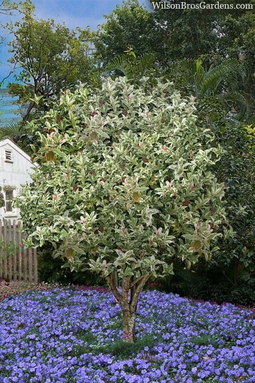 Pink Flush Variegated Tea Olive (Osmanthus Fragrans 'Yinbi Shuanghui') - Quart Pot - Image 6