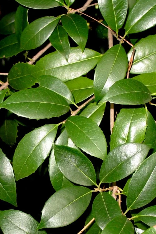 Fruitland's Fortune Tea Olive Single Trunk Tree - 7 Gallon Pot (4-5') - Image 5