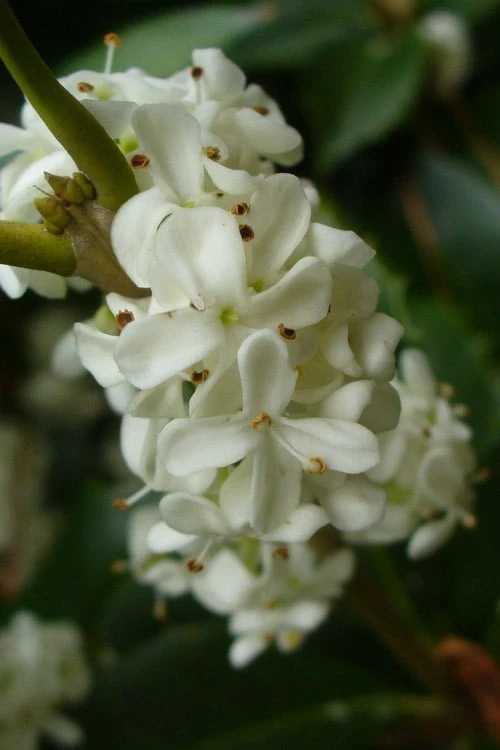 Fruitland's Fortune Tea Olive Single Trunk Tree - 7 Gallon Pot (4-5') - Image 4