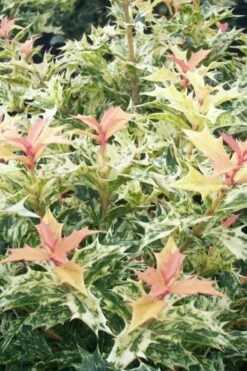 Goshiki Osmanthus (Variegated False Holly) - 1 Gallon Pot