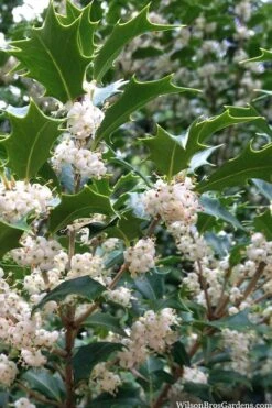 Gulftide Hardy Tea Olive (Osmanthus) - 7 Gallon Pot (5-6')