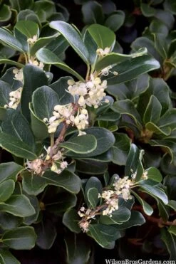 Round Leaf Tea Olive (Osmanthus Heterophyllus 'Rotundifolius') - 1 Gallon Pot