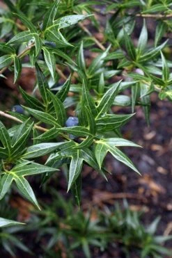 Sasaba Bamboo Leaf Tea Olive - 1 Gallon Pot