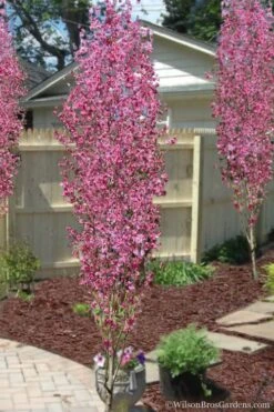 Corinthian Flowering Peach Tree - 2 Gallon Pot (3-4')