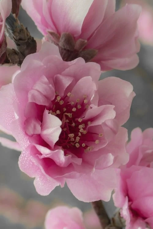 Corinthian Flowering Peach Tree - 2 Gallon Pot (3-4') - Image 4