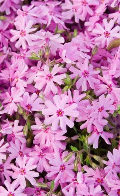 Pink Creeping Phlox - 6 Pack Of 1 Gallon Pots - Image 4