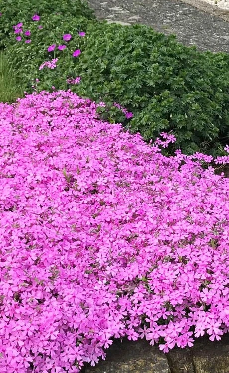 Pink Creeping Phlox - 6 Pack Of Pint Pots - Image 6