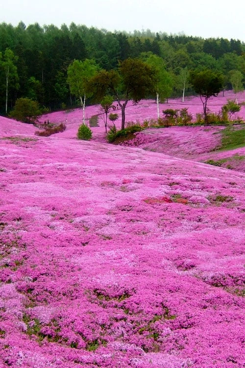 Pink Creeping Phlox - 6 Pack Of Pint Pots - Image 5