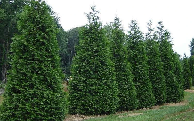 Green Giant Arborvitae (Thuja) - 6-Pack Of 1 Gallon Pots - Image 4