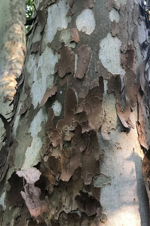 American Sycamore Tree - 3 Pack Of 1.5 Quart Pots - Image 5