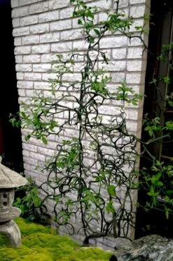 Flying Dragon Hardy Orange Tree - 7 Gallon Pot (5-6') (COPY)