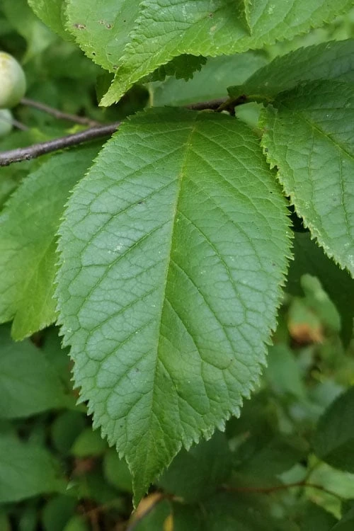 American Wild Plum Tree (Prunus Americana) - 1 Gallon Pot - Image 7