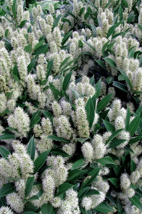 Otto Luyken English Laurel (Prunus Laurocersasus) - 6 Pack Of 1 Gallon Pots - Image 5