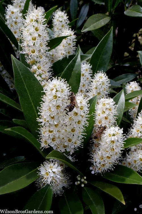 Otto Luyken English Laurel (Prunus Laurocersasus) - 6 Pack Of 1 Gallon Pots - Image 4