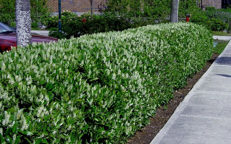 Otto Luyken English Laurel (Prunus Laurocersasus) - 6 Pack Of 1 Gallon Pots - Image 6