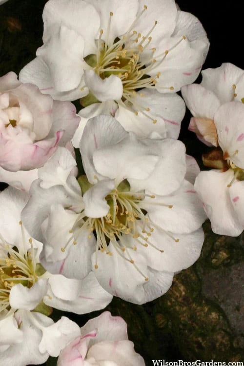 Fragrant Snow Japanese Flowering Apricot (Prunus Mume) - 3 Gallon Pot - Image 6