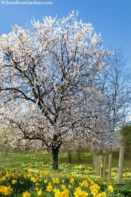 Fragrant Snow Japanese Flowering Apricot (Prunus Mume) - 3 Gallon Pot - Image 4