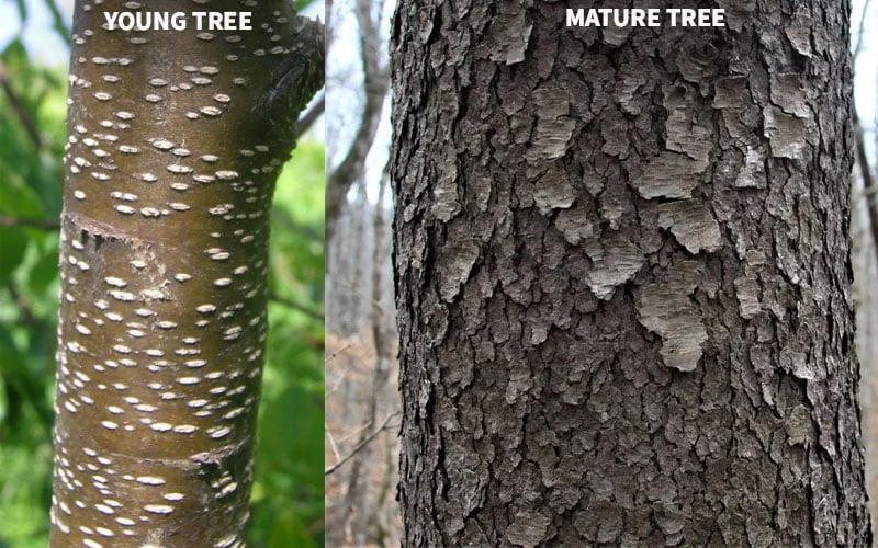 Wild Black Cherry Tree - 3 Pack Of 1.5 Quart Pots - Image 10