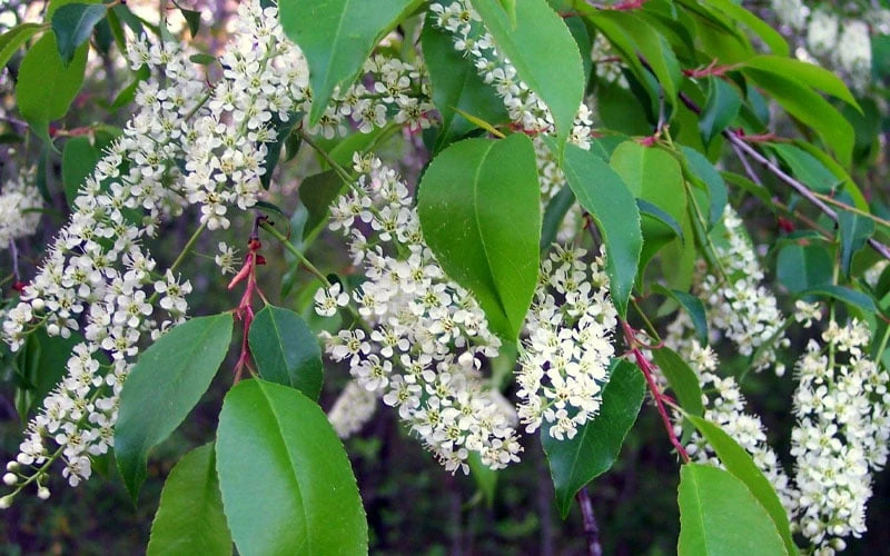 Wild Black Cherry Tree - 3 Pack Of 1.5 Quart Pots - Image 8