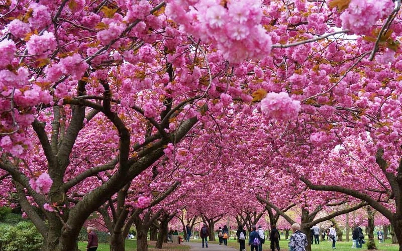 Kwanzan Pink Double Flowering Cherry Tree - 2 Gallon Pot - Image 7