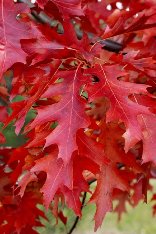 Scarlet Oak Tree (Quercus Coccinea) - 3 Gallon Pot - Image 4
