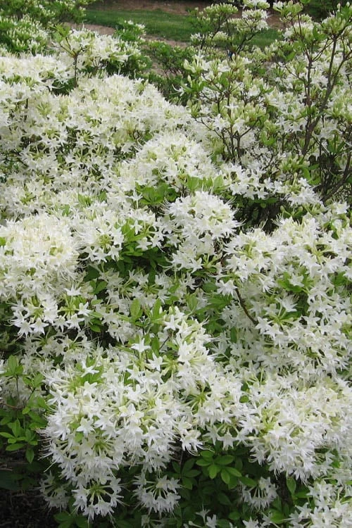 White Alabama Native Azalea (Rhododendron Alabamense) - 3 Gallon Pot - Image 5