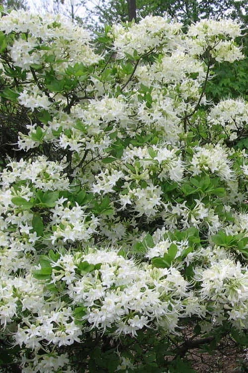 White Alabama Native Azalea (Rhododendron Alabamense) - 3 Gallon Pot - Image 6